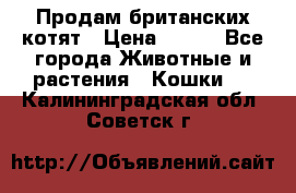 Продам британских котят › Цена ­ 500 - Все города Животные и растения » Кошки   . Калининградская обл.,Советск г.